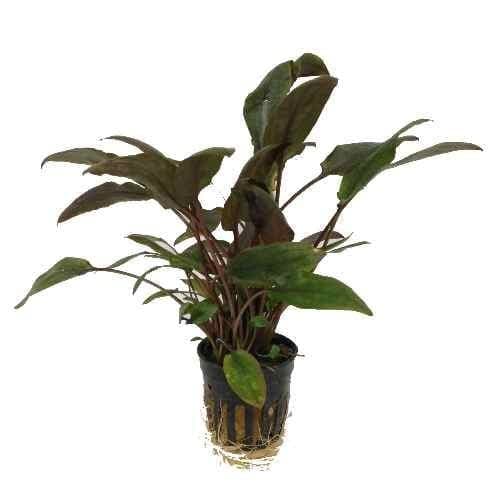 Foreground Potted Live Aquarium Plants | Freshwater Aquatic Plants for Aquariums (Cryptocoryne Red, 1)