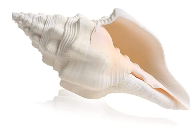 Large Natural Sea Shells 15-18CM Huge Ocean Conch Jumbo Seashells Perfect for Wedding Decor Beach Theme Party, Home Decorations,DIY Crafts, Fish Tank and Shell Collectors