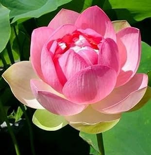 Very Beautiful All Season Pink Water Lotus(Pack Of-1)/Water Kamal/Water Lily Plant (TUBER) Original Hybrid Veriety Blloming With In 30 Days For Outdoor & Indoor Live Plant.