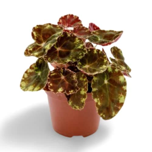 Ohhsome House Plant Eyelash Begonia For Indoor Good Small (Healthy Live Plant)