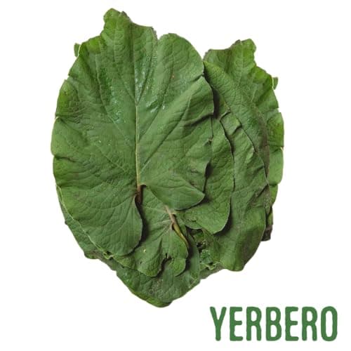 Yerbero - Whole Premium Dried Hierba Santa Leaves 1.05 oz (30g) (25+ Leaves Per Bag) | Hoja De Hierba Santa Entera |100% Natural | Mexican Pepper Leaf Acuyo From Mexico | For use in Mexican Dishes, Tamales, Pozole, Carne Asada, Moles.