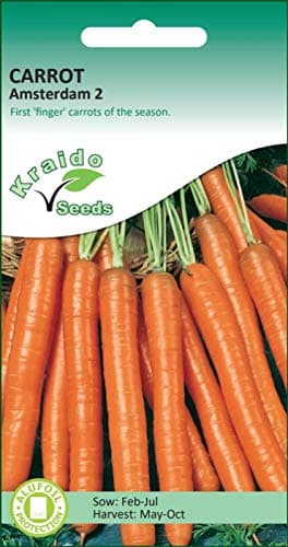 Carrot Seeds Amsterdam 2 Daucus Carota 1500 Seeds Grow Your Own Vegetable Perfect for Outdoor Growing in Raised Beds or in Large Pots and Containers