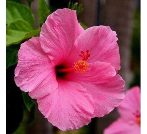 Baby Plants - Live Hibiscus Plant Pink Color Flower with Plastic Pot