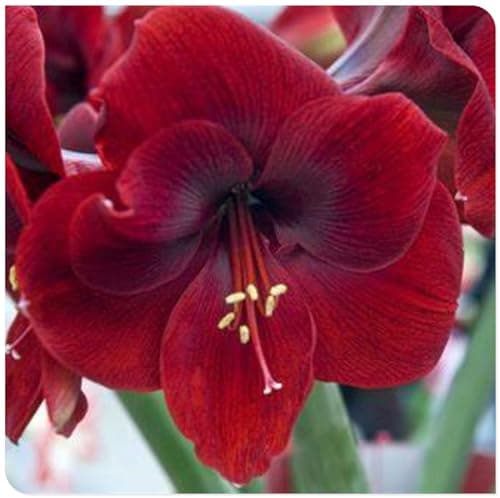 Amaryllis for Planting Now UK Perennial Good for Containers Excellent Display Plant Bulbs Ornamental Greening Flower Natural Organic Easy Plant Perennial -4bulbs-B