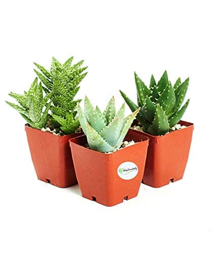 Shop Succulents | Alluring Live Plants, Hand Selected Variety Pack of Aloe in 3" Grow Pots| Collection of 3