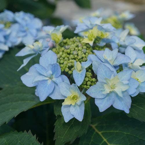 Proven Winners - Hydrangea serrata Tuff Stuff Ah-Ha (Mountain Hydrangea) Shrub, Blue or Pink, #3 - Size Container