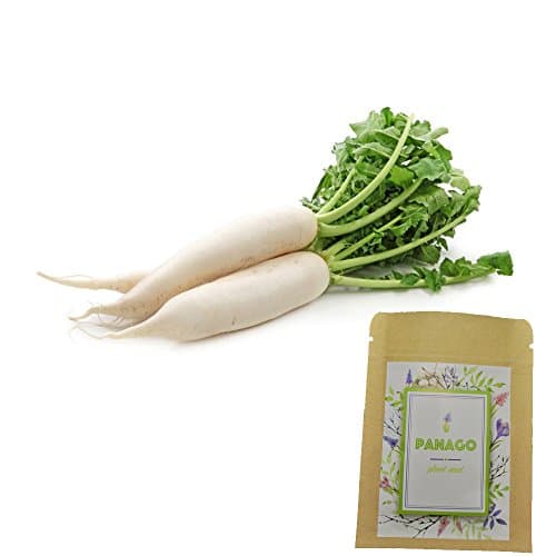 240+ (Daikon) Radish Seeds for Garden Planting, Non-GMO Organic Radish Seeds，Cheap Widely Adaptable Seeds