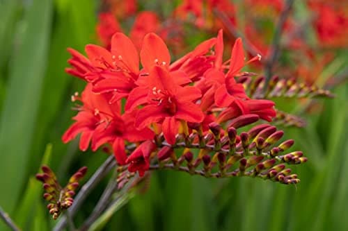 Crocosmia Lucifer - Montbretia - Giant 10+ Corms - Free P&P - Millthorpe Plant Centre (20)