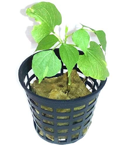 Minerva Naturals 2 inch Net Pots for Hydroponics, Aquaponics, Aeroponics and Nursery, 50 Pieces