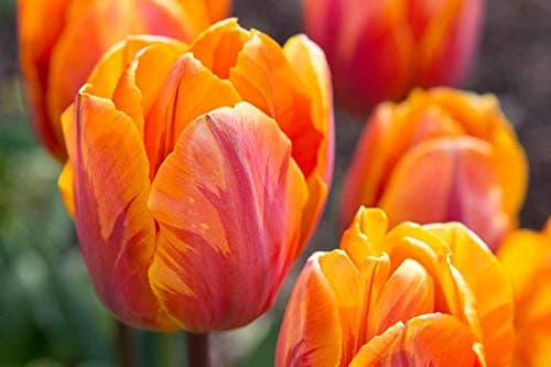 Floriculture Greens Flower Bulbs Tulip Imported Flower Bulbs For Gardening (Orange, Pack of 6 Bulbs)