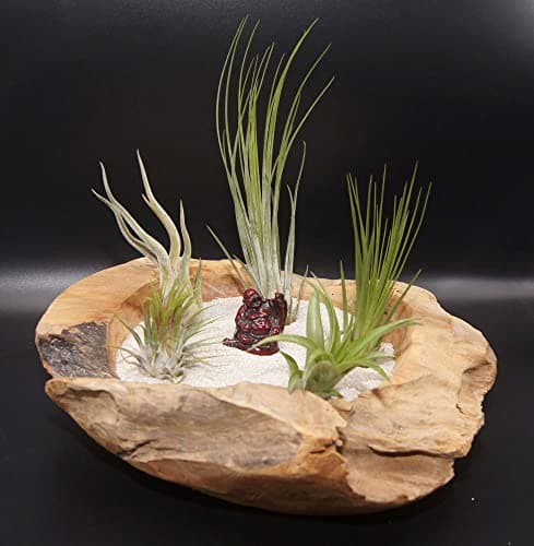 Set of 4 Tillandsias, Air Plants