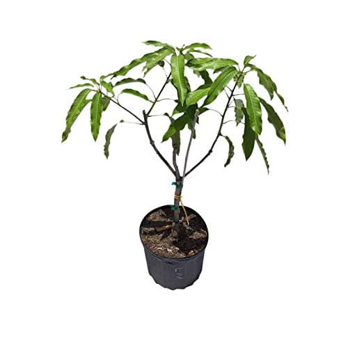 Lemon Meringue Po Pyu Kalay Grafted Mango Tree, 3 Gal Container from Florida