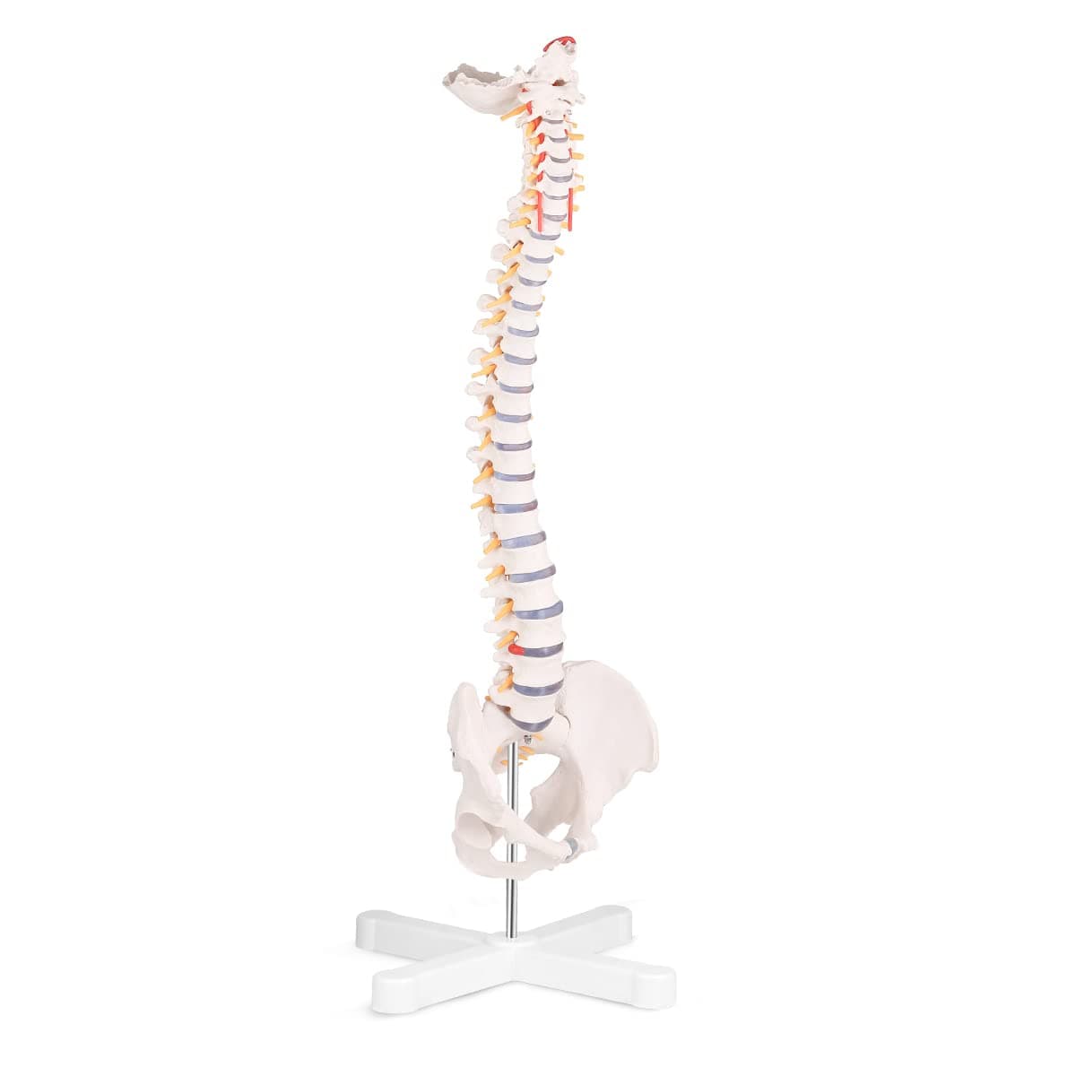 SKUMOD Life Size Spine Model, Flexible Anatomical Human Spine Model with Vertebrae Nerves Arteries, Medical Spine Model with Colorful Manual.