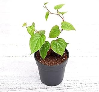 Paan Leaf Live Plant, Banarasi Maghai Paan, Meetha Paan, Medicinal Herb with pot (6)