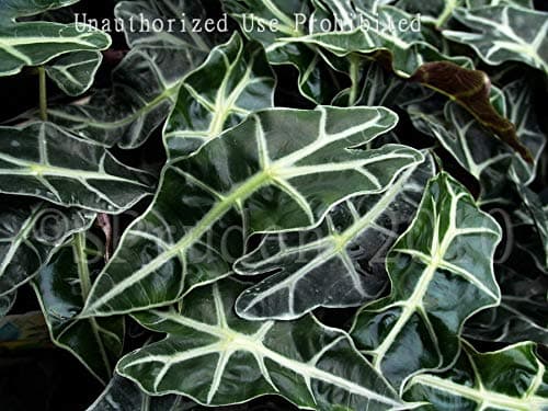 ExoticRarePlants Amazon Elephant Ear Alocasia Amazonica Rare Miniature Variety Plant