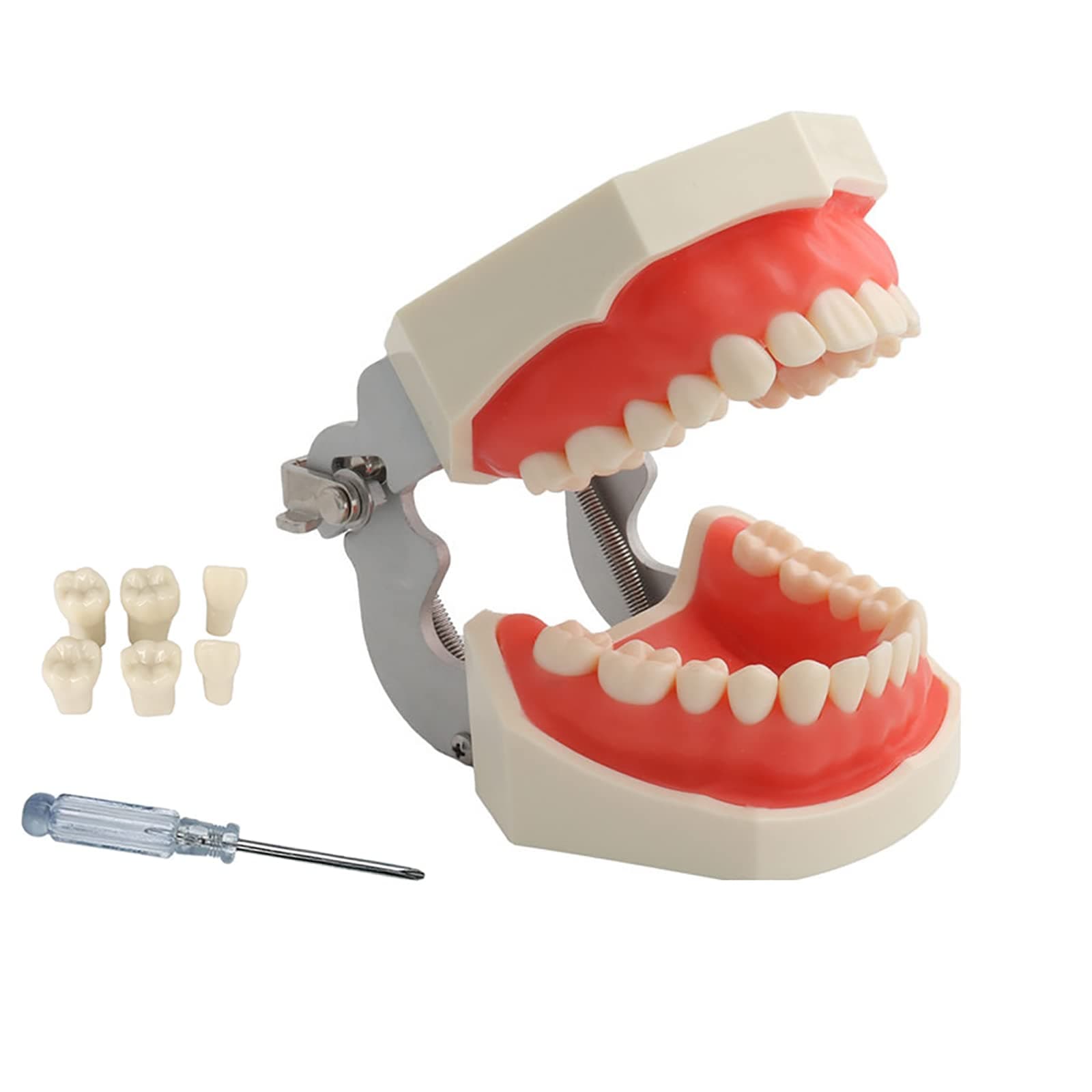 – TM-021 Dental Typodont Teeth Model, Completely Detachable Teaching Study Tools Typodont Articulated Anatomy Teeth Model 28 Removable Teeth, with a Small Screwdriver
