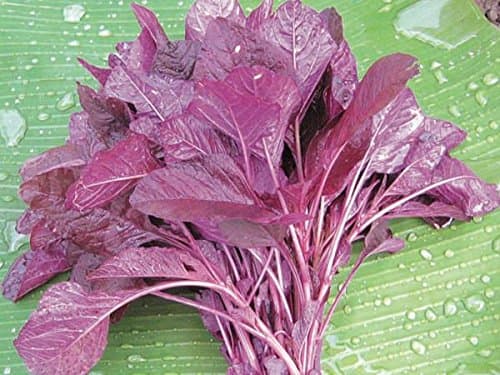 Amaranthus, Red Amaranth, Chaulai Seeds - Desi (Pack of 200 Seeds)