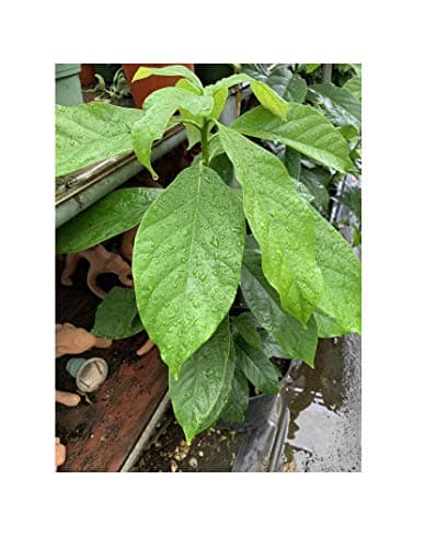 Avocado Tropical Fruit Live Big Tree 1’-3’ BA104