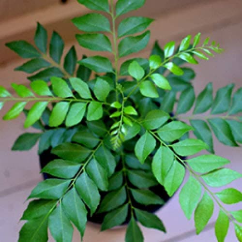 BLUE UNIVERSE Live Curry Leaf Plant (1 Healthy Live Plant)
