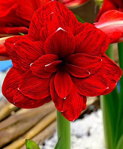 Kraft Seeds Amaryllis Lilly Flower Bulb (22 cm X 15 cm X 7 cm, Multicolor, Pack of 4)