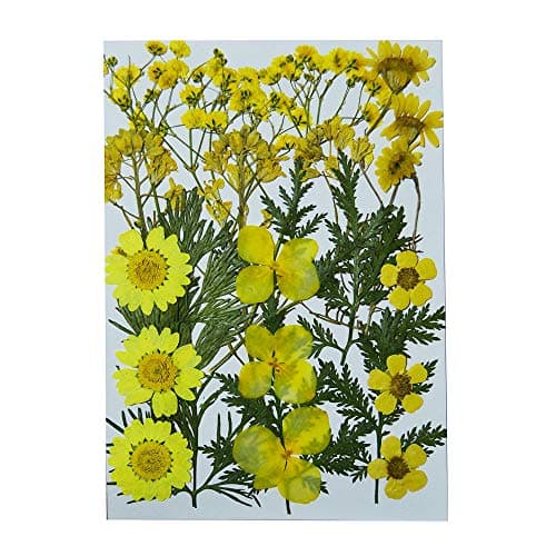 Uokwiwi Real Dried Pressed Flowers Assorted Colorful Daisies Leaves Hydrangeas for Art Craft DIY - 1 Pack Size 6