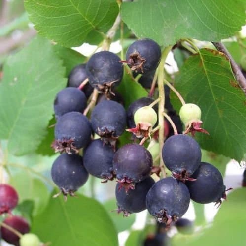 Saskatoon Serviceberry, Amelanchier alnifolia, Seeds (Edible, Fall Color, Hardy) 30