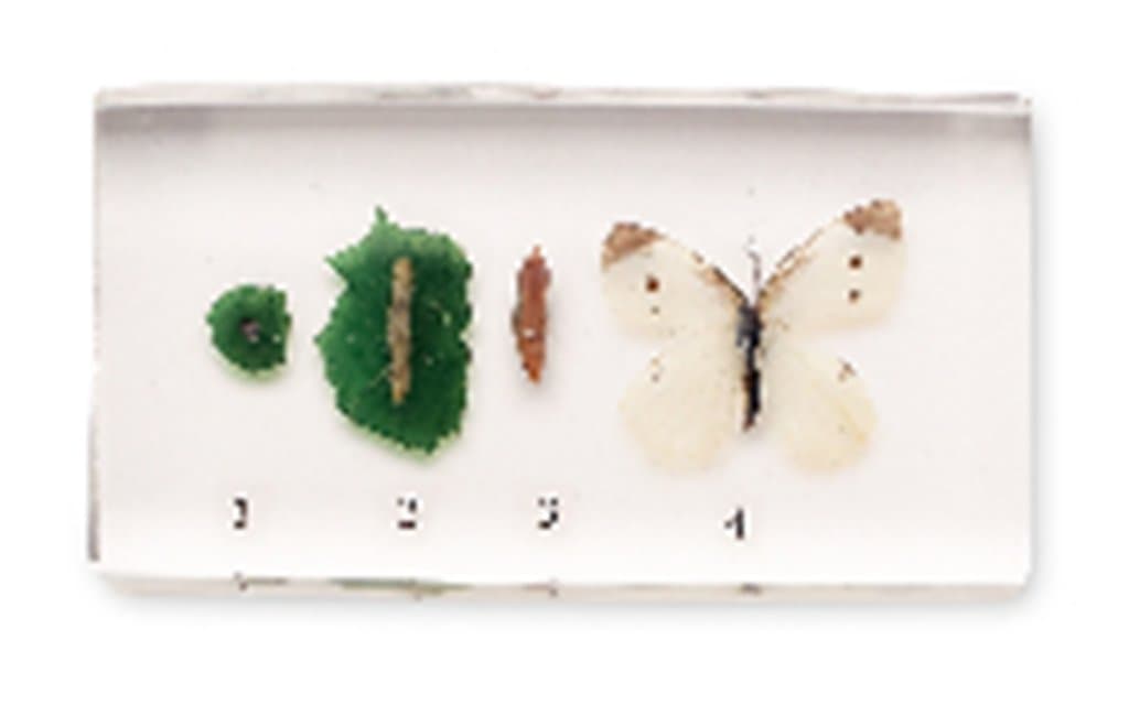 Acrylic Block Life Cycle Display: Butterfly