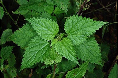 STINGING Nettle Organic 5000 ++ Fresh Seeds