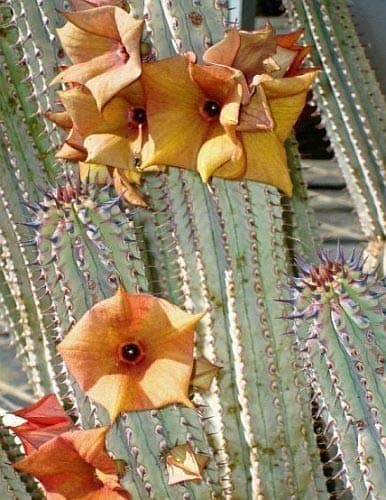 FARMERLY Seeds Package: 3 X Hoodia Parviflora Seeds Cactus Succulents - - House - B1623