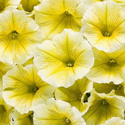 Supertunia Premium Annual Plants (4-Pack), Limoncello Color, 4.33″ Pot