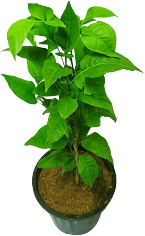 Live Bel Tree, Bilva Patra, Bel Patra- belpatra Aegle Marmelos Live Grafted/Air Layered Bael Leaf Bilva Leaves Bilwa Leaf For Rituals (Puja), Medicinal Plants