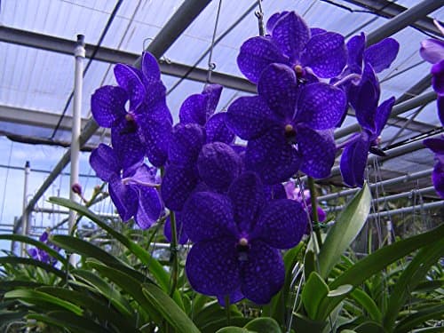 T-4892 Vanda Pachara Delight 'Pachara' (4 inch Basket -1-2 Years to Bloom)