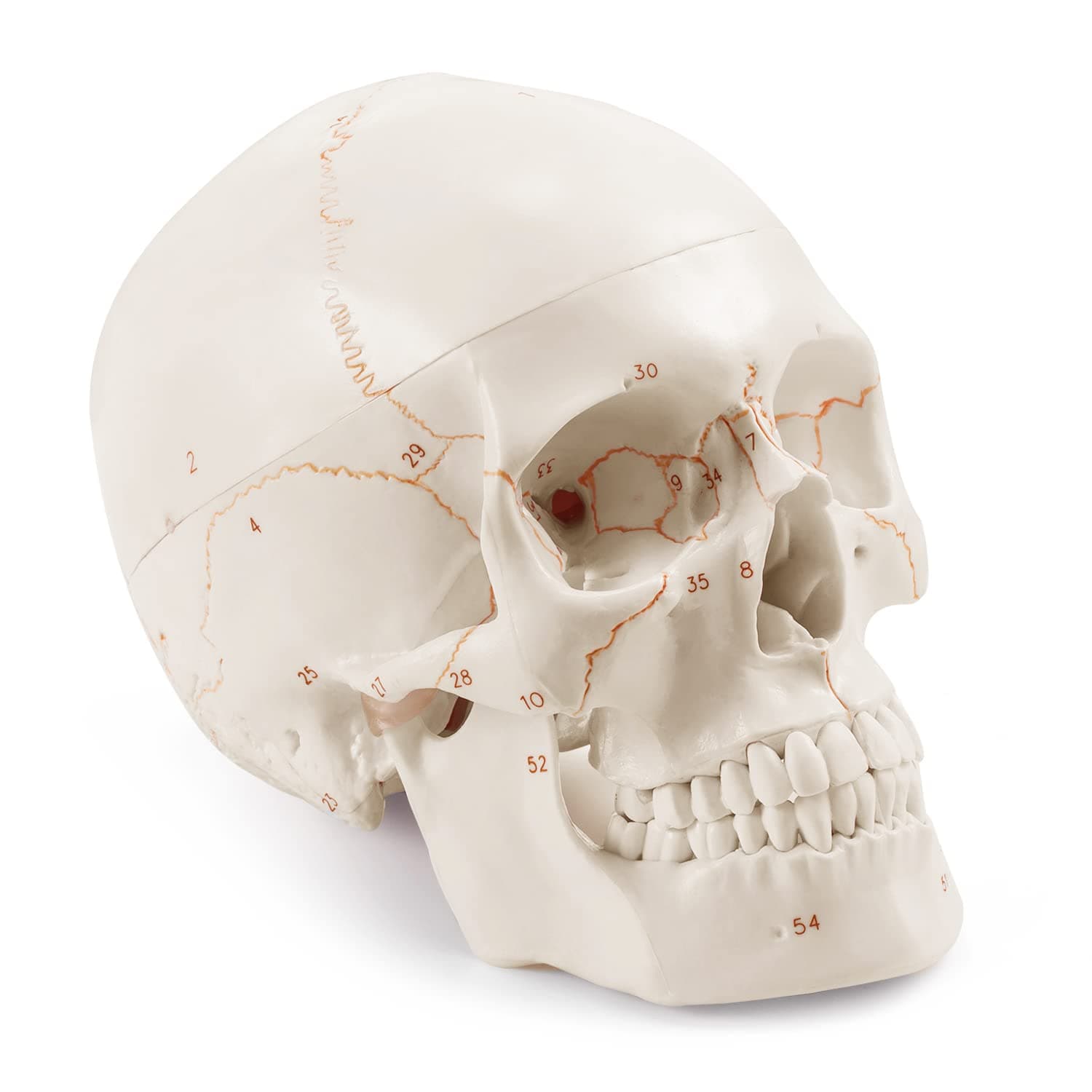 Medarchitect Upgraded Life Size Human Head Skull Anatomical Model with Newest Laser-Etched Fonts Not Hand Write Number, Not Smudged for Medical Student Human Anatomy Study Course