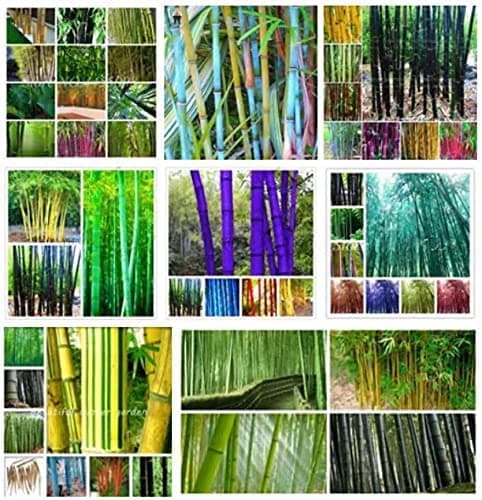 500+ Big Pack Rare Moso Bamboo Fresh Seeds for Planting (Moso Bamboo-500+ Seeds)