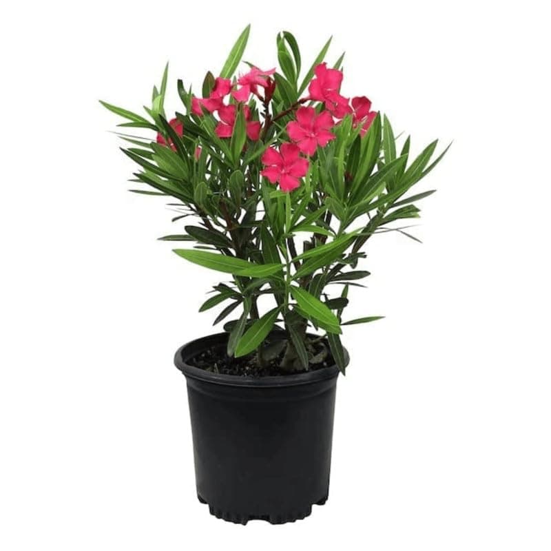 Healthy Vibe Rare Oleander Flower Plant Kaneer, Dwarf Red Arali,Nerium oleander(OLEANDER RED)