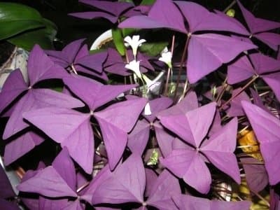 3 x Oxalis Triangularis purpurea Flowering Sized Bulbs. Available Now.