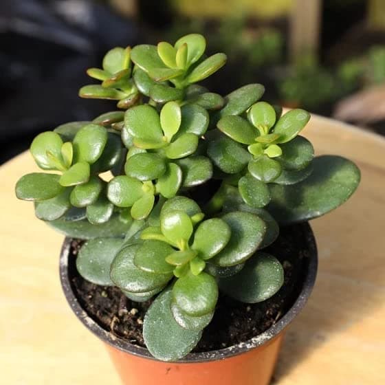 Indoor Live Jade Plant for Home Decor - Small, Good Luck Jade Plant
