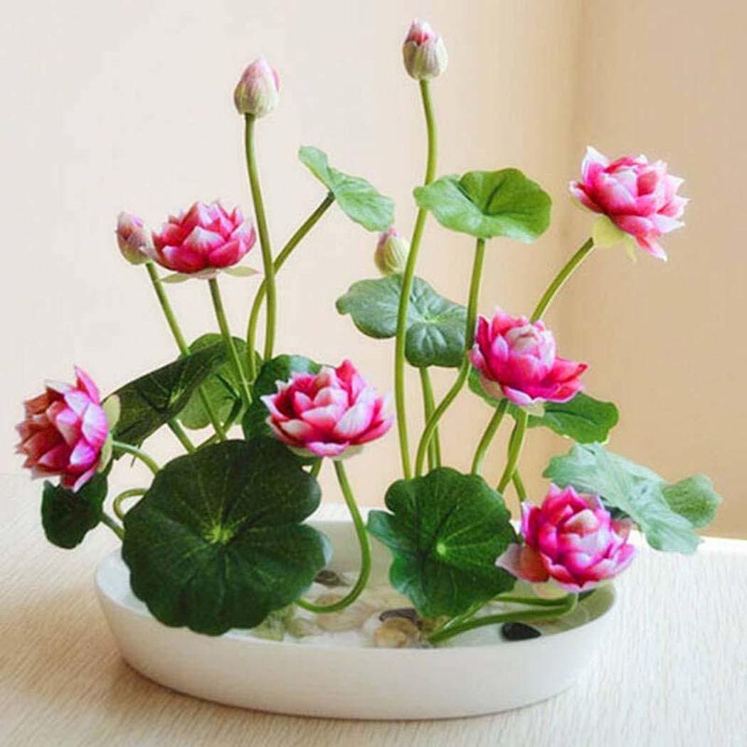 kaimus 10pcs Mini Lutus Seeds Flowers Seeds Bowl lotus water flower bonsai