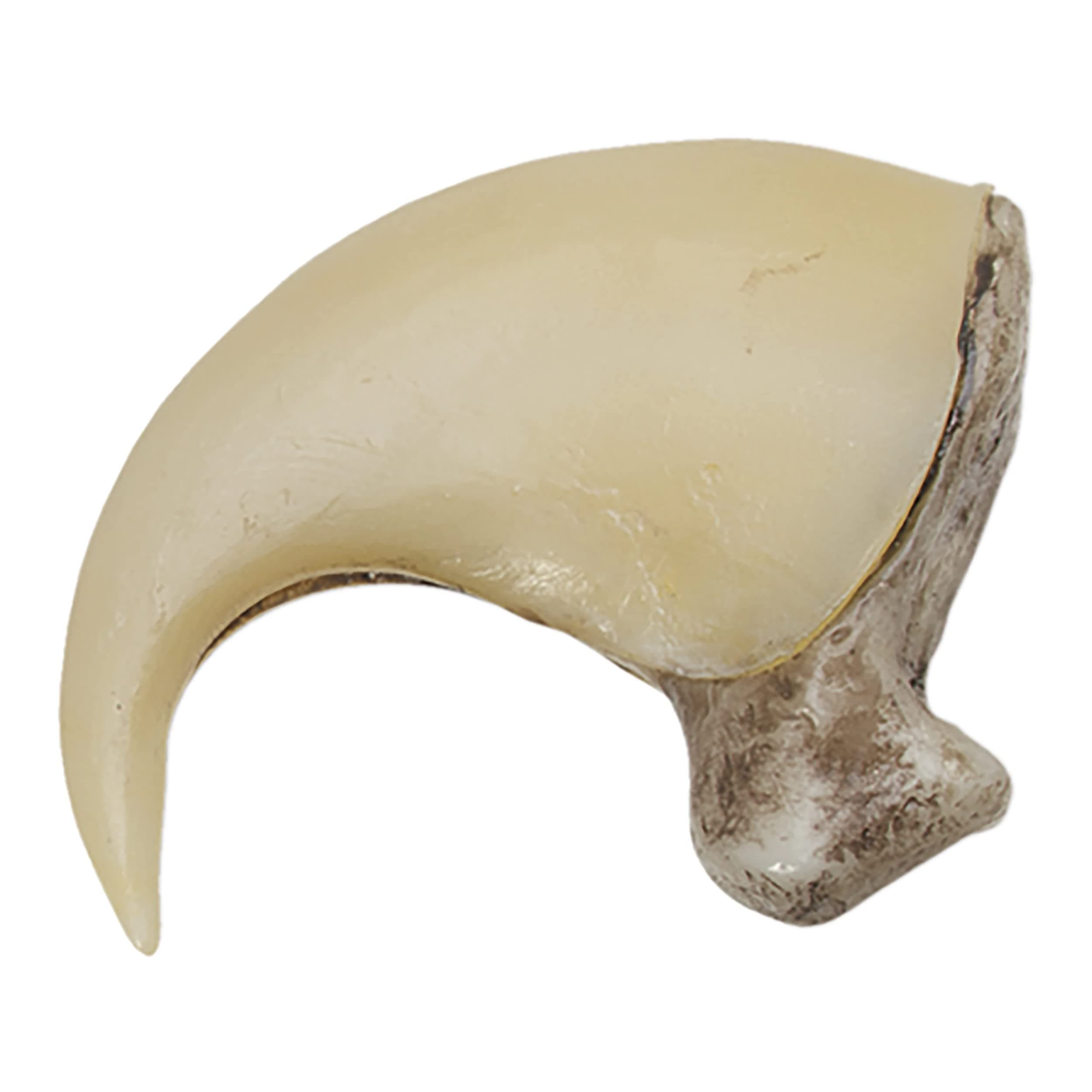 Skulls Unlimited Mountain Lion Claw (6.5cm) (Museum Quality Replica)
