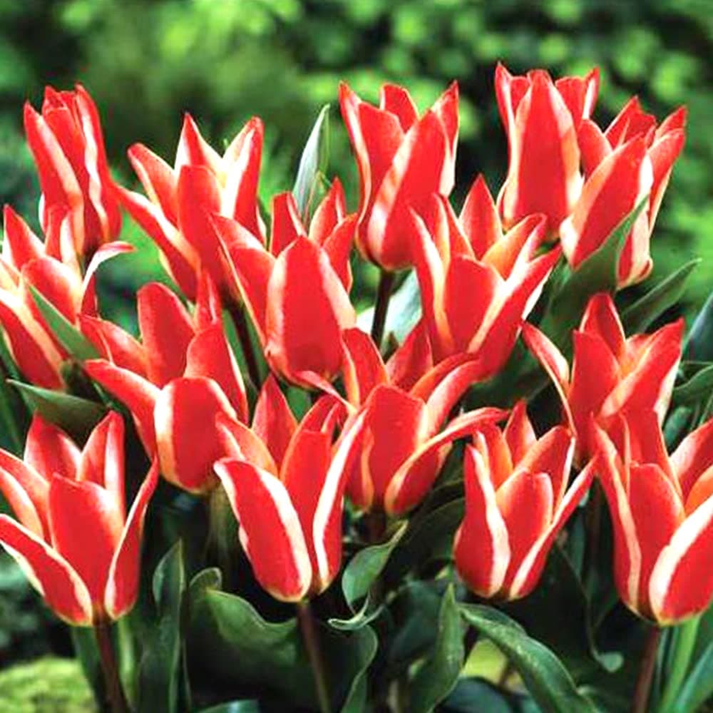 8 x Tulip Rockery Pinocchio – Spring Flowering Bulbs - Deep Scarlet Red Blooms – Greigii Dwarf Flowering in Early Spring – Perennials – for Your Beautiful Garden