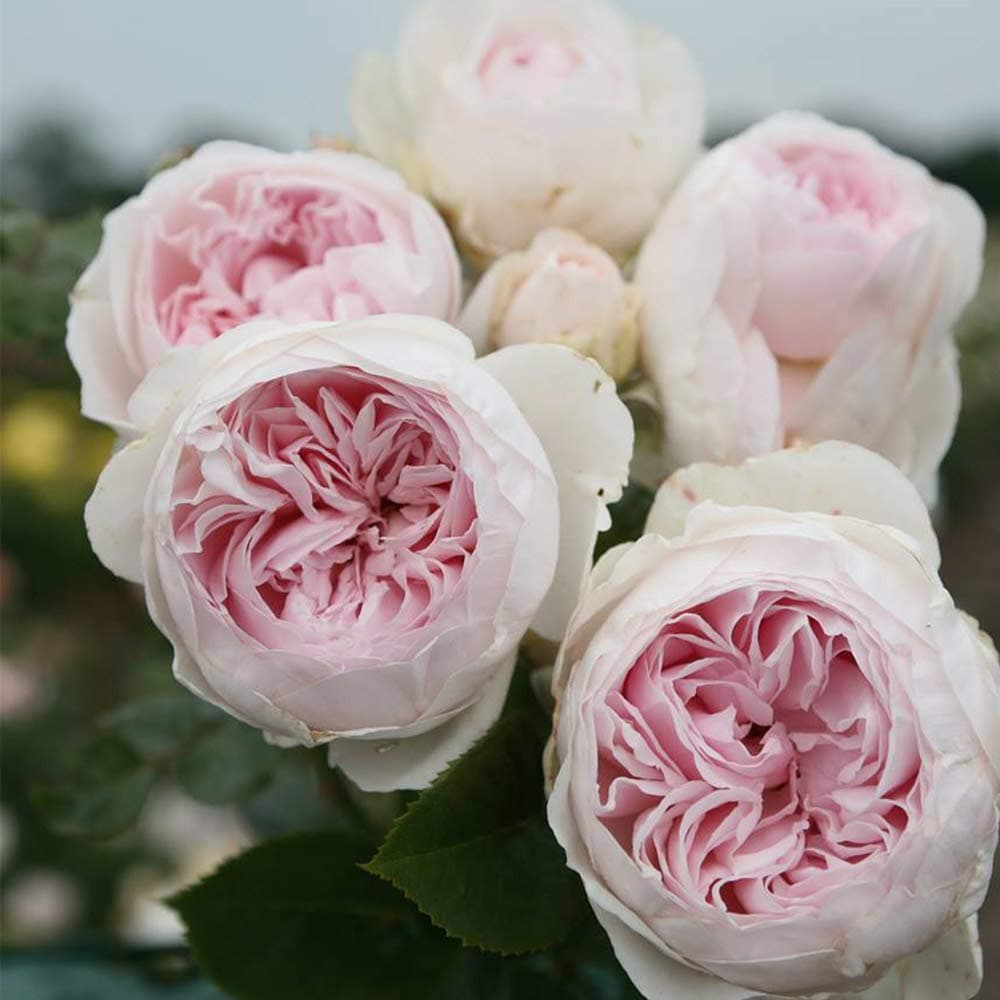 - Heirloom Roses Earth Angel Rose Plant - Parfuma® Earth Angel Pink Floribunda Rose Bush, Cupped Peony Shaped Blooms