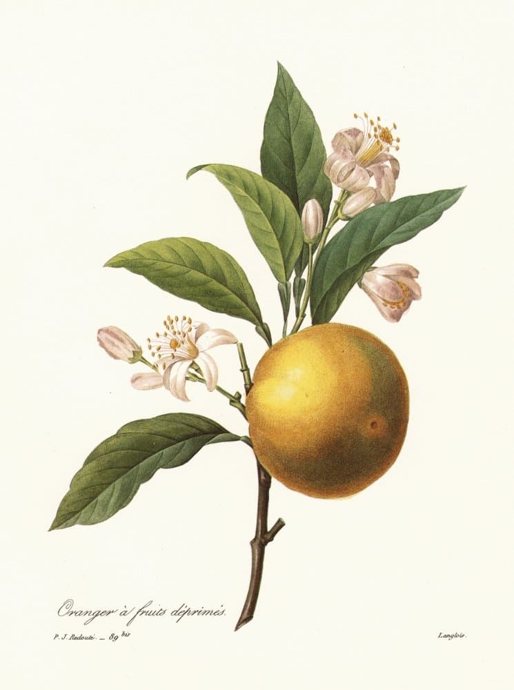 Orange Tree N(Citrus Aurantium) Engraving After A Painting By PJ Redoute Poster Print by (18 x 24)