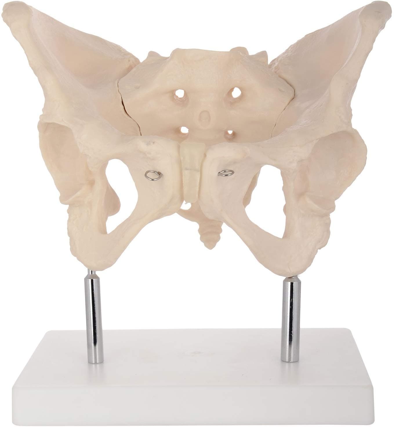 PVC Adult Female Pelvis Model With Stand by mLabs