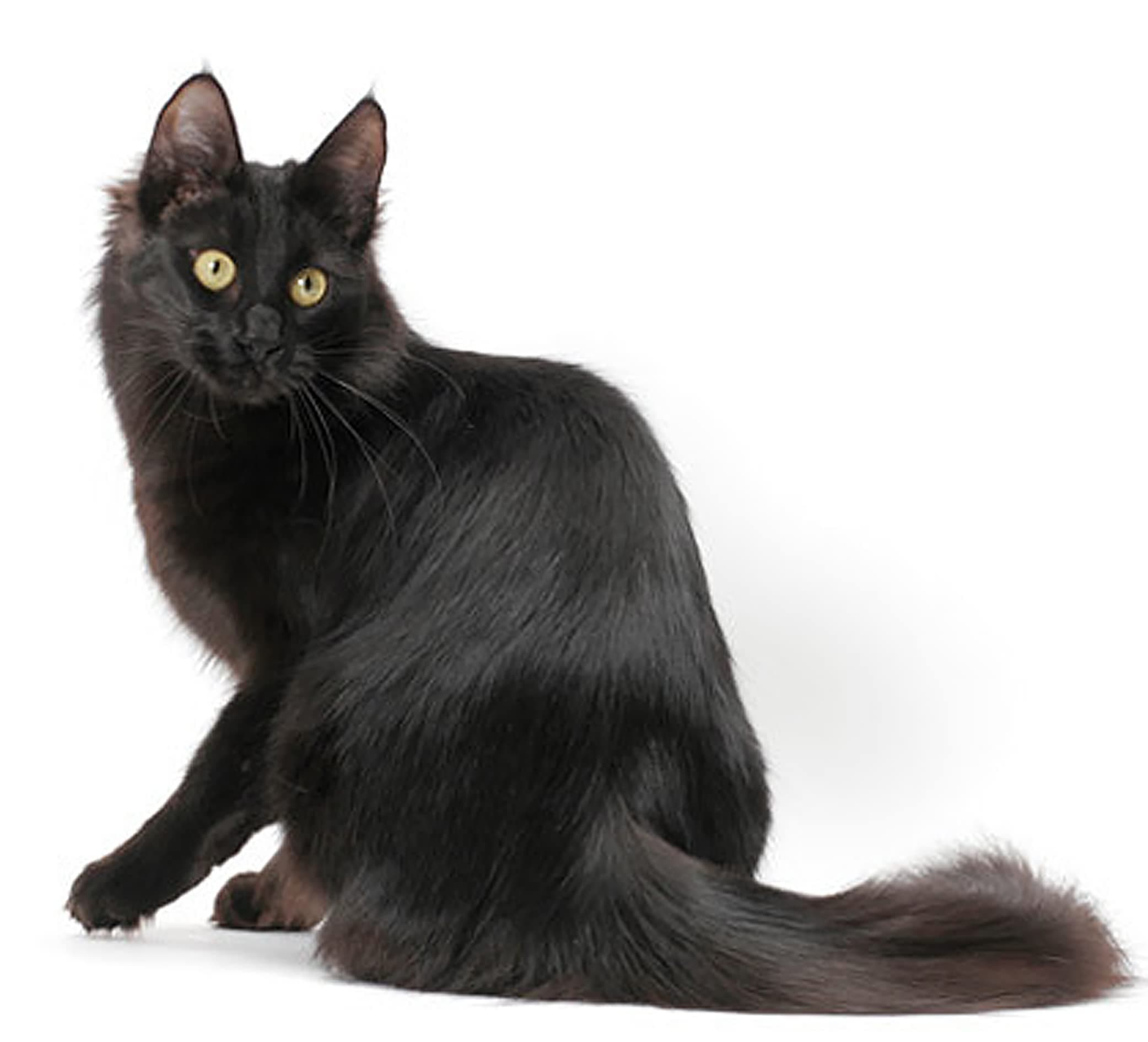 1/4 Sheet ~ Cat Breeds Turkish Angora Black Birthday ~ Edible Cake/Cupcake Topper!!!