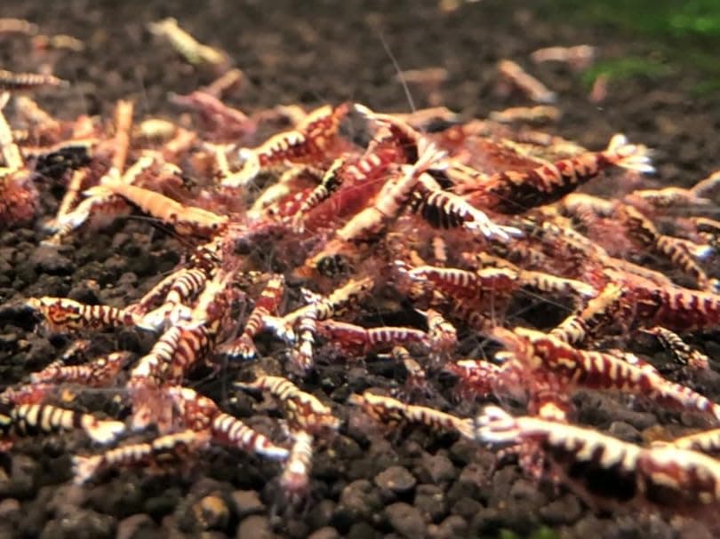 Red Galaxy Pinto S-SS ''Juvenile'' Shrimp Live Freshwater Shrimp Aquarium Caridina Inverts Taiwan Bee (5 Shrimps (+1))