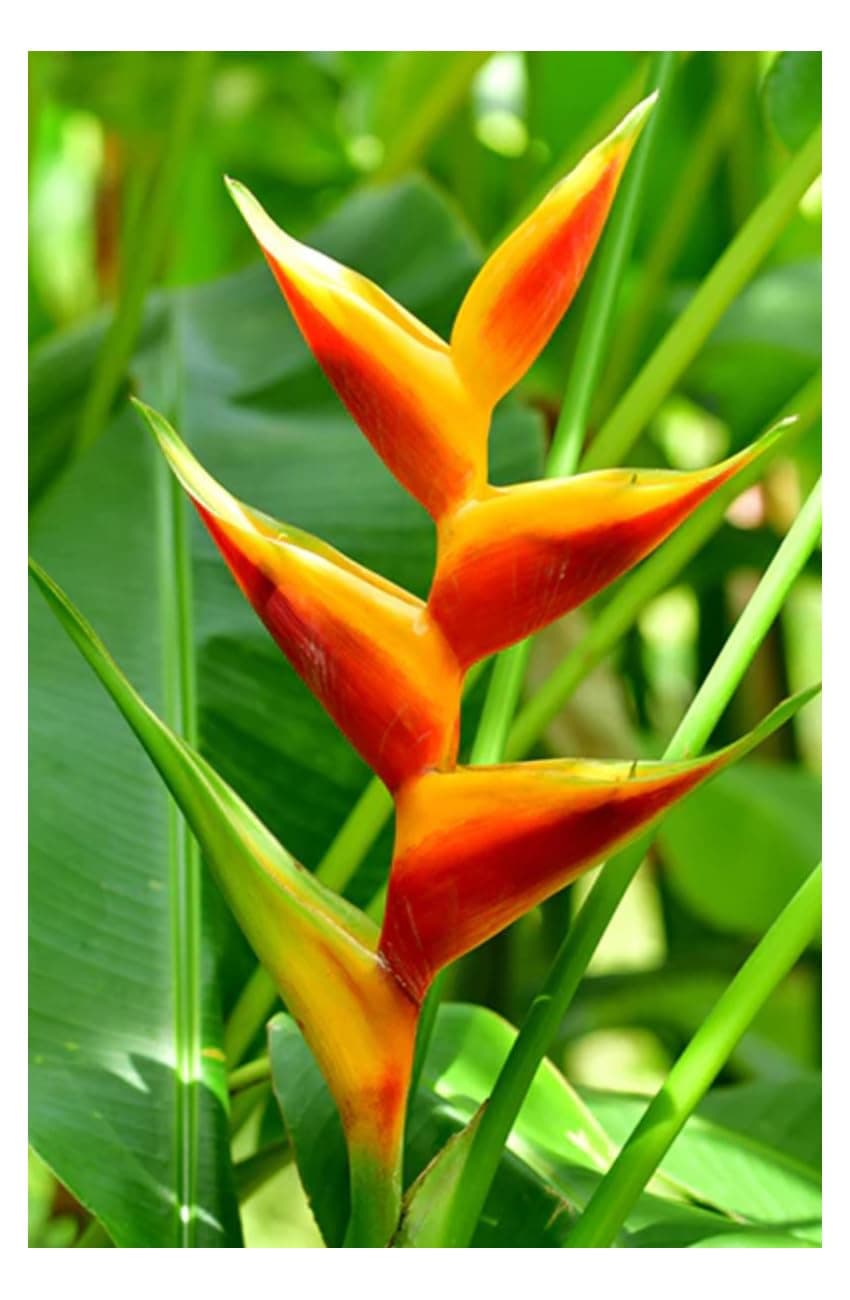 Professional Heliconia Fertilizer Nursery Grade 4 LB Six Month Slow Release Bird of Paradise Plant Food