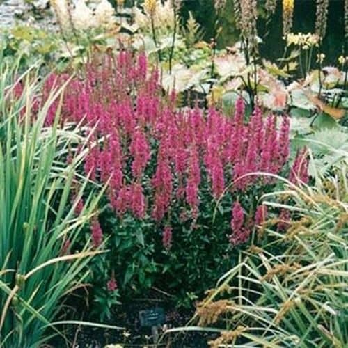 Loosestrife- Purple- 100 Seeds -