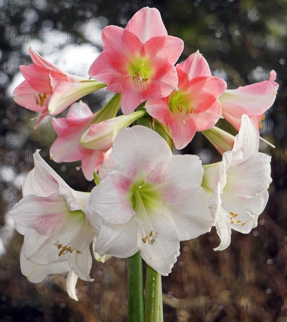 Amaryllis Lily All Season Flower Bulbs 3pcs Mix