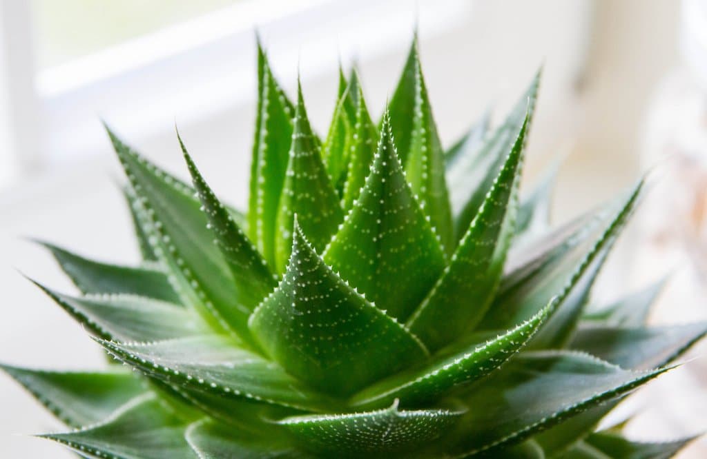 Real Aloe Vera (, Seeds)