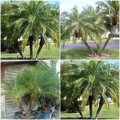 4 Robellini Live Palms~Phoenix roebelenii~Pygmy Date Palm Rooted Starter Plants